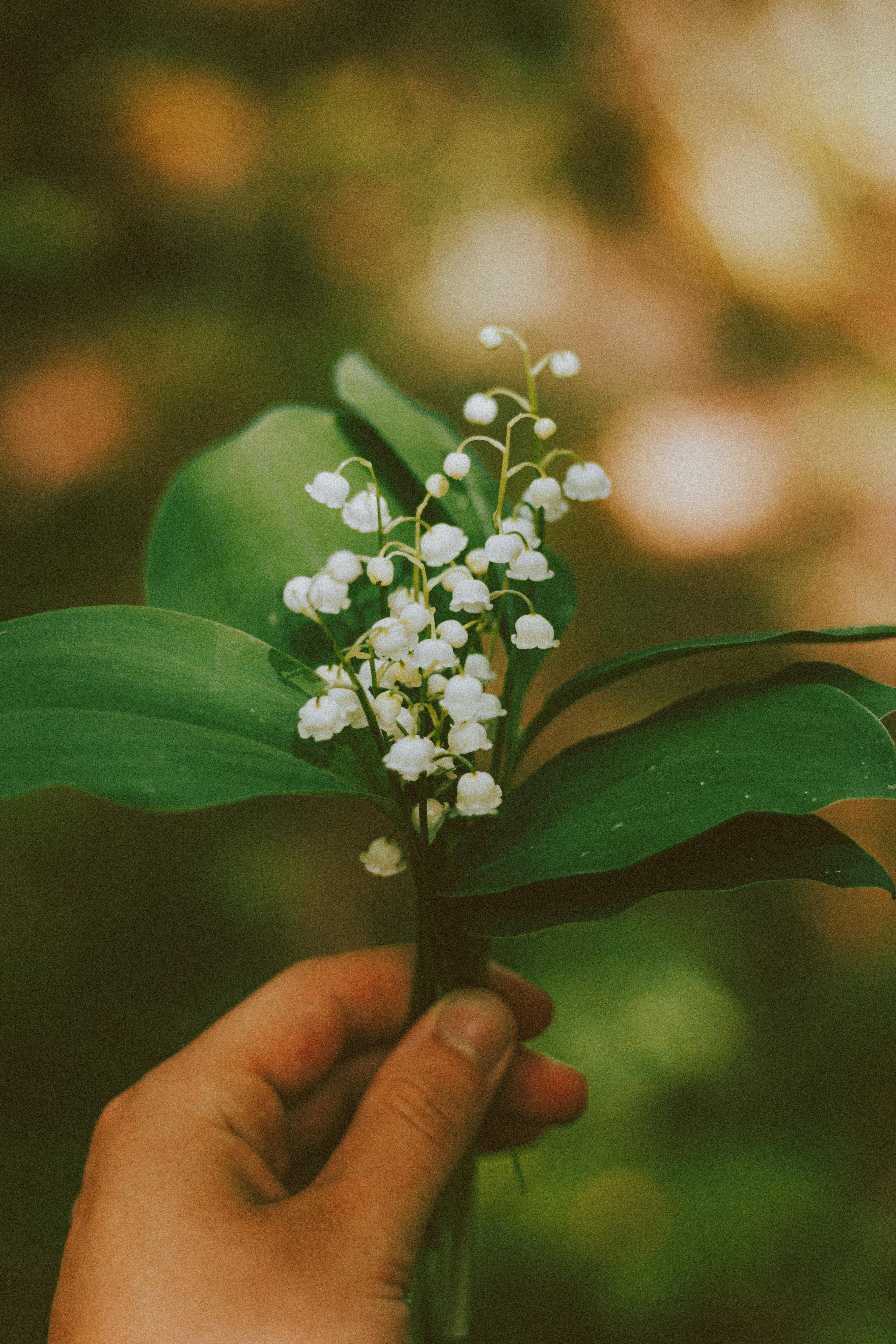 Click for facts on the Lily of the Valley